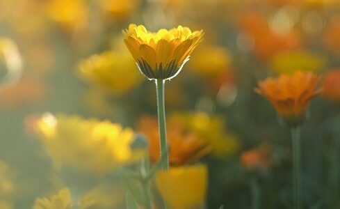 flower-7304051_640 calendula Healthy flowers